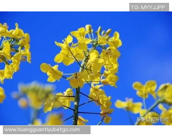 生活琐事与心灵感悟的碎碎念合集三十篇分享