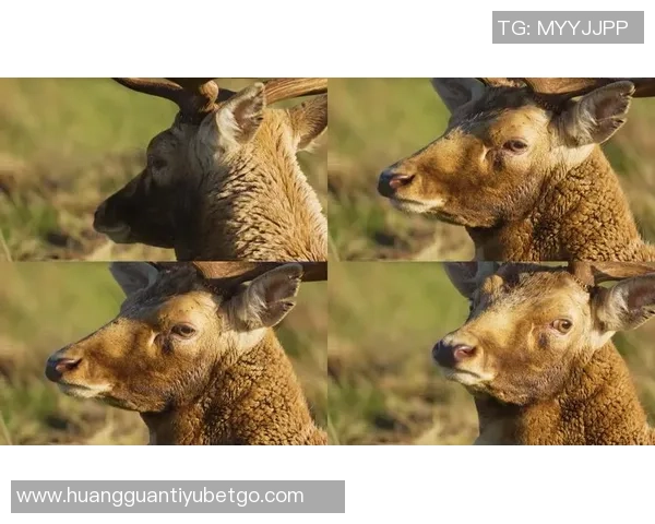 记者分析无字鹿获胜背后的深远意义彰显雄鹿实力不容忽视